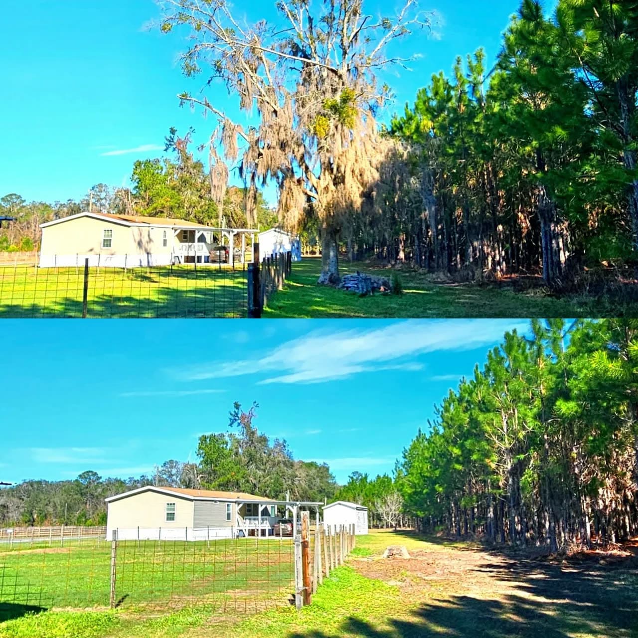 Hazardous Oak Removed Beside a Home — before and after