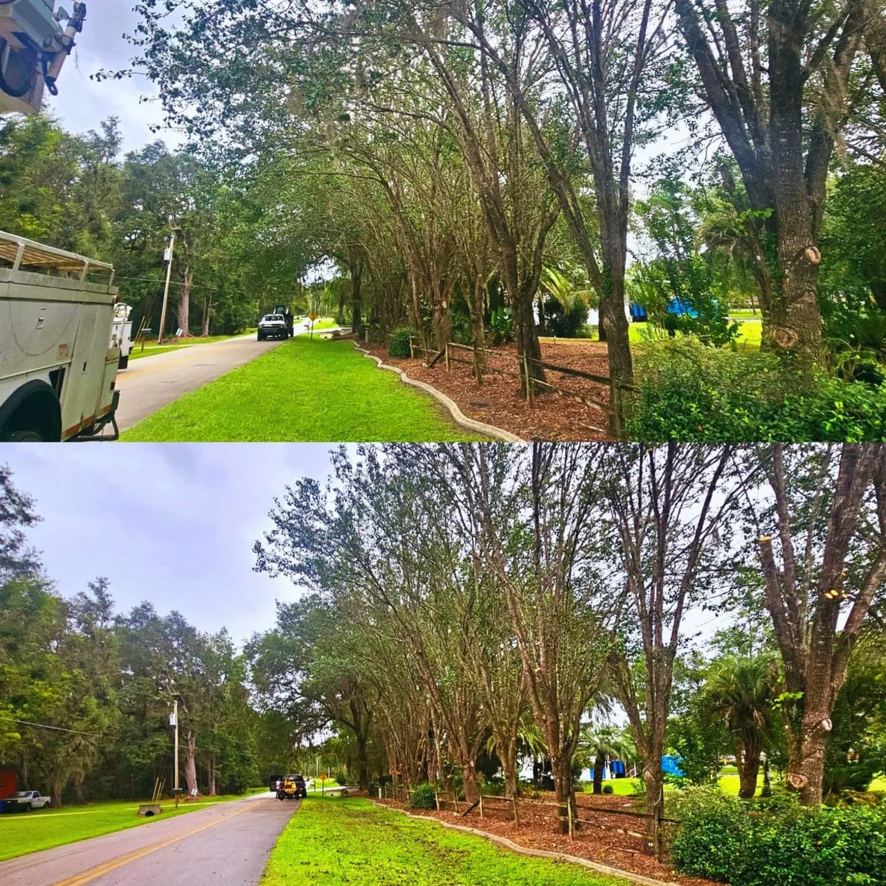 Roadside Tree Line Trimmed & Cleared — before and after