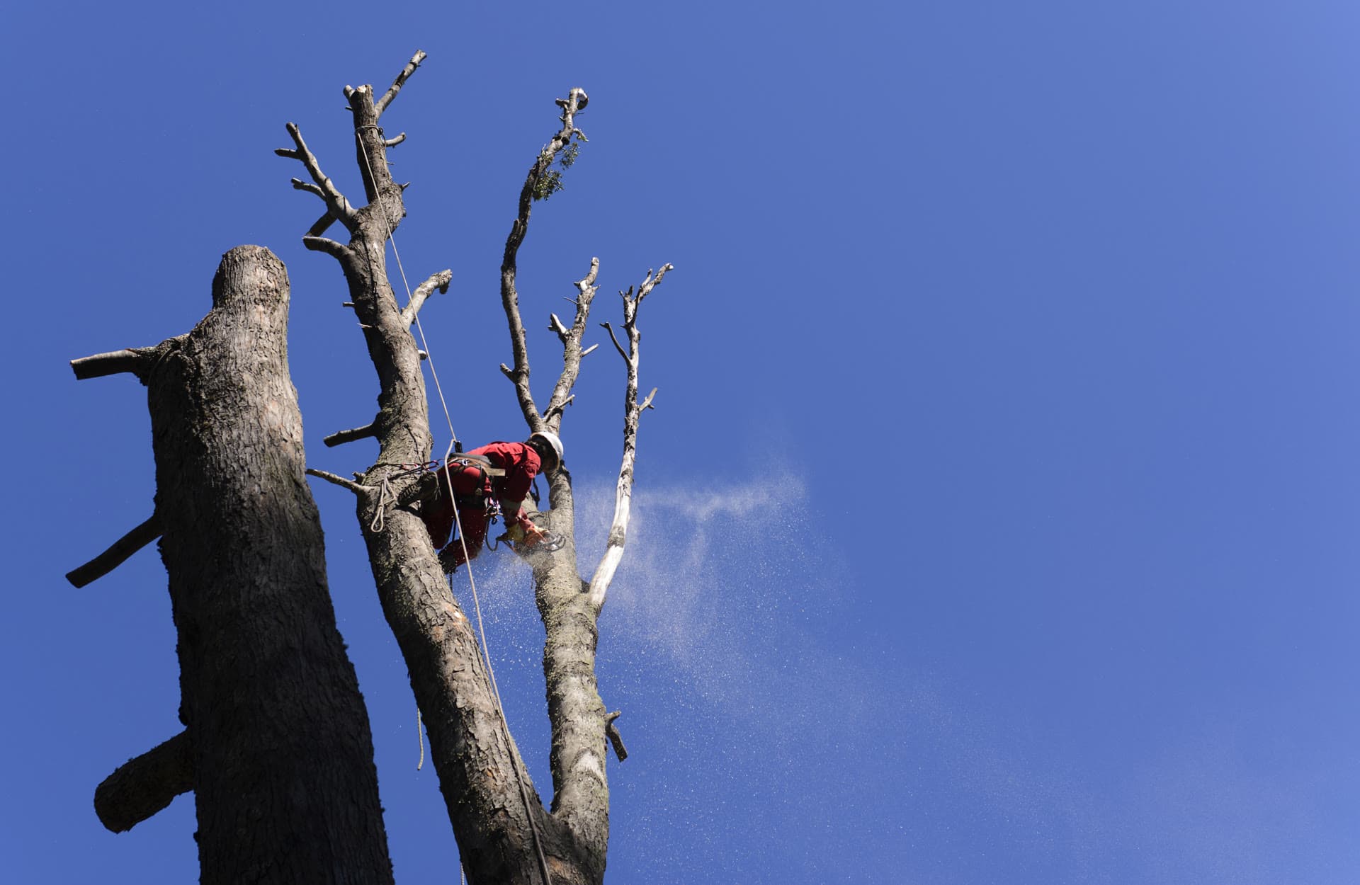 Sectioning a Tall Dead Tree