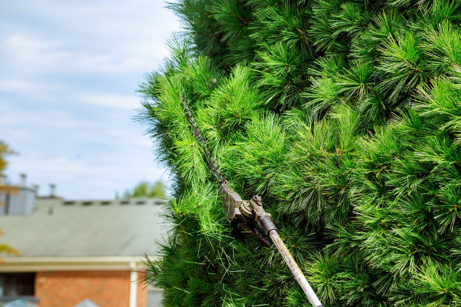 Shaping & Pruning